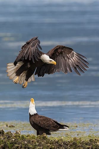USA-Washington State Hood Canal-bald eagle flyby Games and Sports Print